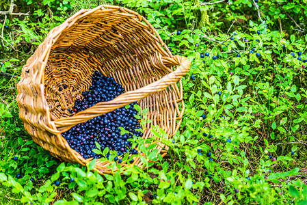 柳条篮中的成熟蓝莓位于森林中图片