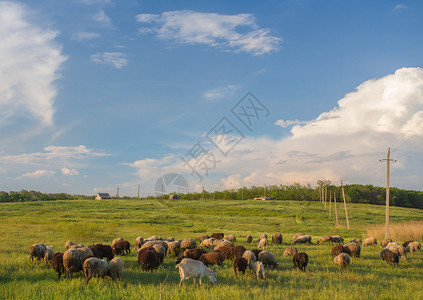 在绿色草地上放牧的奶牛夏日风景图片