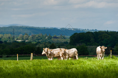 一群查洛拉斯人牧牛群在苏格兰富饶图片