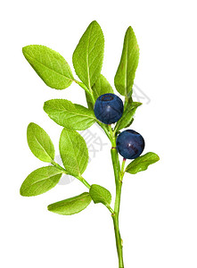 孤立在白色背景上的蓝莓分支图片