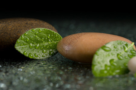 鹅卵石和带水滴的绿叶图片