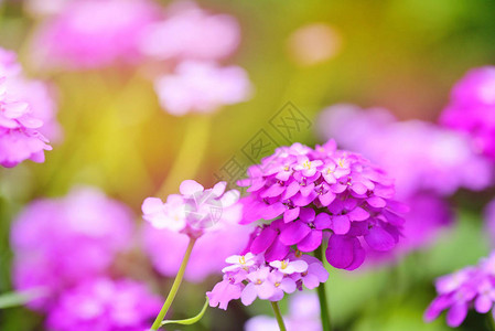 小紫色花朵Iberis图片
