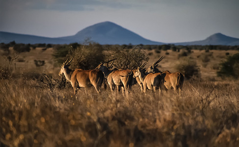 肯尼亚泰塔山公园羚羊FILM图片