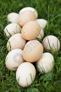 草背景上的一组新鲜鸡蛋背景图片