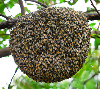 树上的大蜂群图片