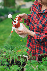 园丁用水喷洒番茄幼苗图片