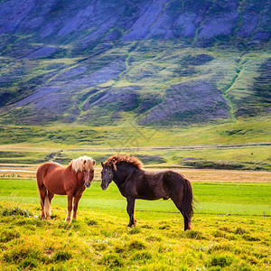 冰岛牧场上美丽的冰岛小马图片