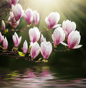 春天盛开的玉兰花与水中的倒影图片