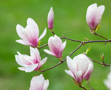 春时盛开木兰花的软焦点图像背景图片