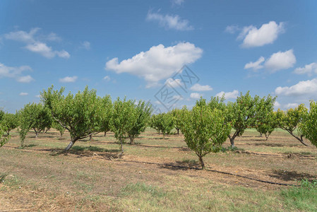 得克萨斯州桃园的树枝上一排成熟的果实再次笼罩着蓝天美国德克萨斯州瓦克萨奇当地农场的新鲜有机李子与绿叶园图片