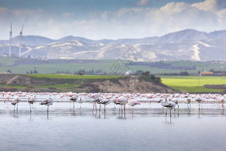 CypruLarnaca盐湖的粉图片