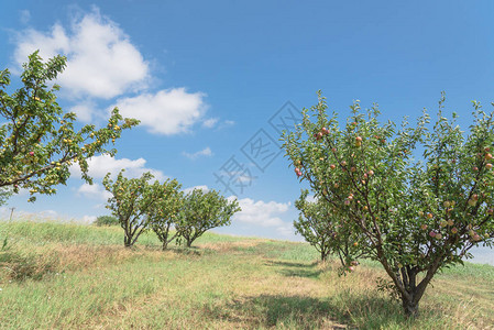 得克萨斯州桃园的树枝上一排成熟的果实再次笼罩着蓝天美国德克萨斯州瓦克萨奇当地农场的新鲜有机李子与绿叶园背景图片