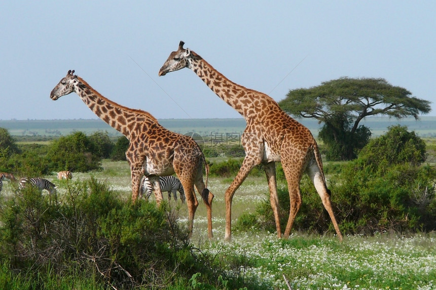 绿色非洲大草原上的两只行走的长颈鹿图片