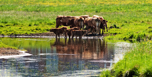 丹麦奶牛靠近河图片