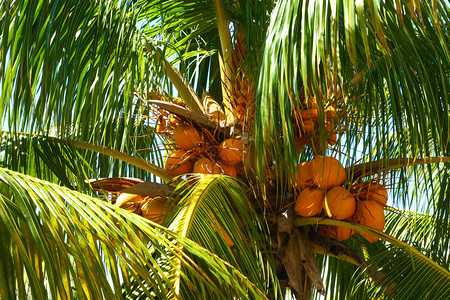 绿色棕榈树上的椰子风景如画图片