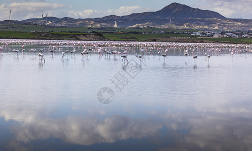 CypruLarnaca盐湖的粉图片