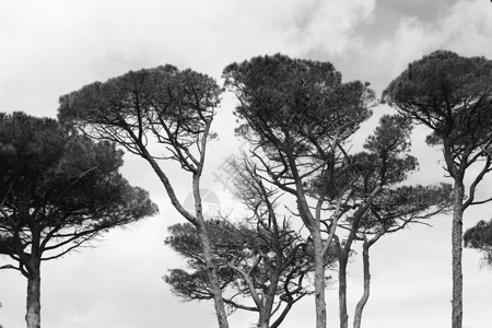 在绿色的Porquerolles岛松树高山上拍图片