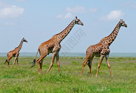 三只长颈鹿在非洲的绿图片