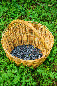 蓝莓是常年开花植物图片