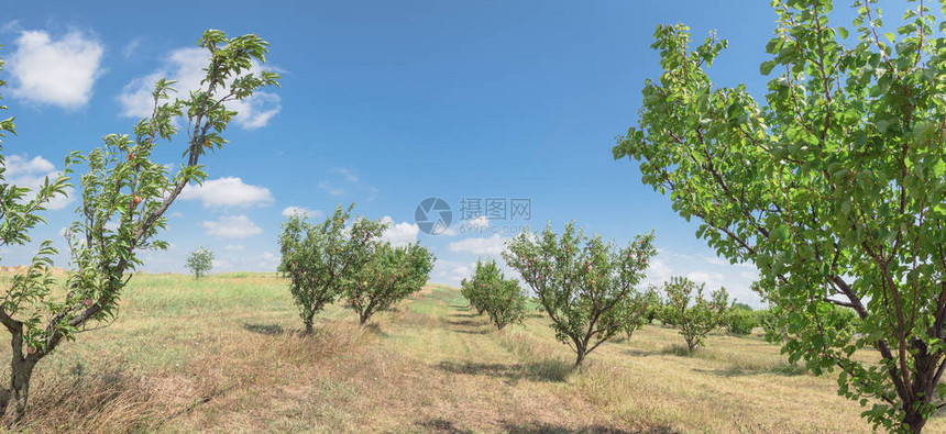 全景视图在树枝云蓝天上一排成熟的水果得克萨斯桃园美国德克萨斯州瓦克萨奇当地农场的新鲜有机李子与绿叶图片