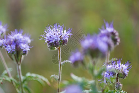 美丽盛开的phacelia花蓝色花朵的特写高清图片
