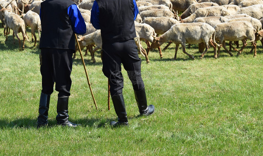 牧羊人与羊图片