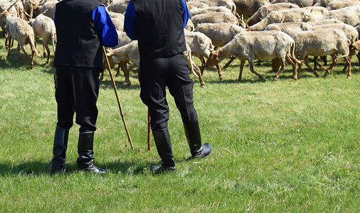 牧羊人与羊图片