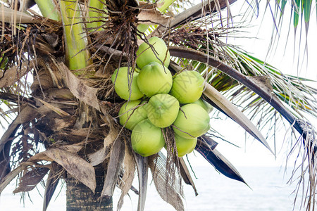 海边树上的许多椰子图片