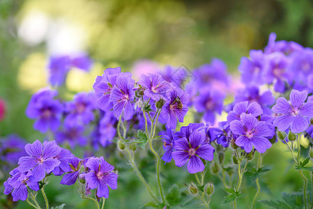 紫色的花朵在家庭花园中绽放蜜蜂采集花图片