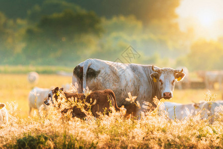 牧场上的小牛和奶牛图片