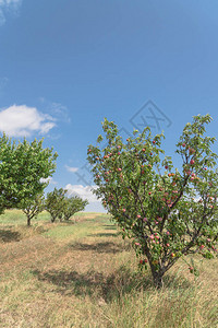 得克萨斯州桃园的树枝上一排成熟的果实再次笼罩着蓝天美国德克萨斯州瓦克萨奇当地农场的新鲜有机李子与绿叶园背景图片