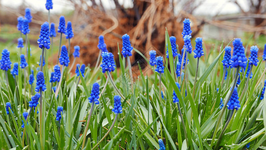 绿色背景的蓝色花朵M图片