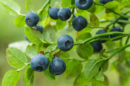 绿色灌木上新鲜的蓝莓天图片