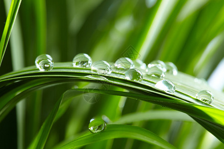 绿草地上的水滴图片