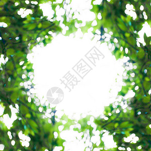 阳光抽象的绿色自然背景图片