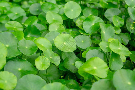 绿伞状的雨伞形叶水矮人称为MarshPenny或印度便图片