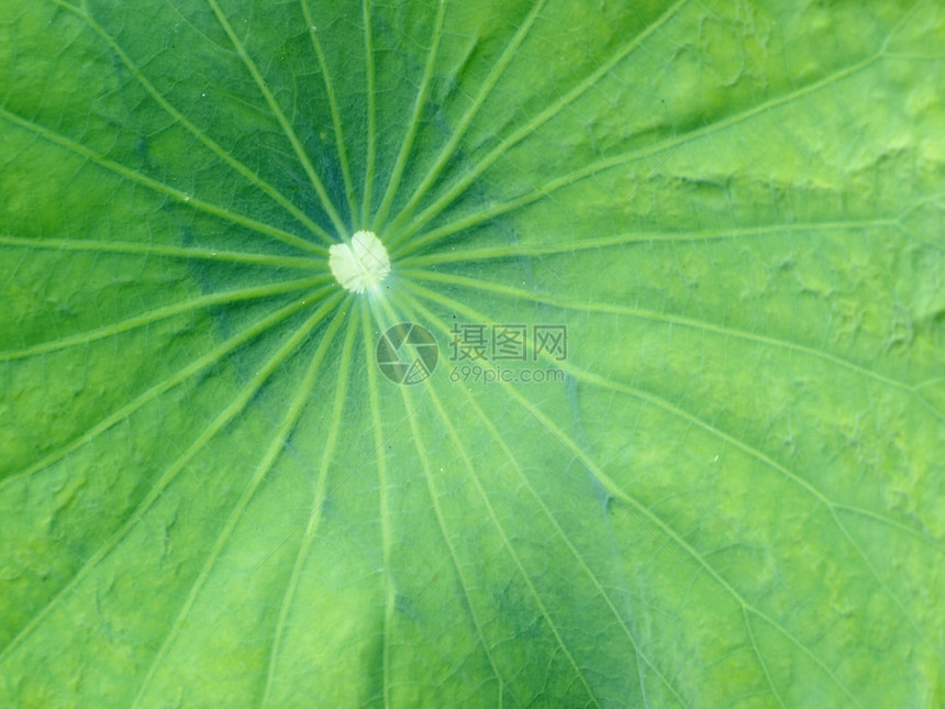 荷叶上的花纹图片