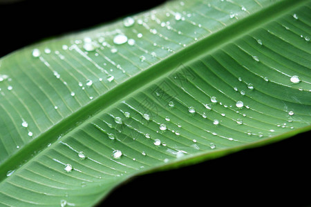 香蕉叶上的雨滴图片