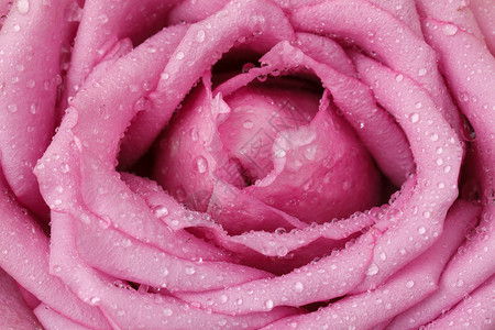 紫罗兰玫瑰特写图片