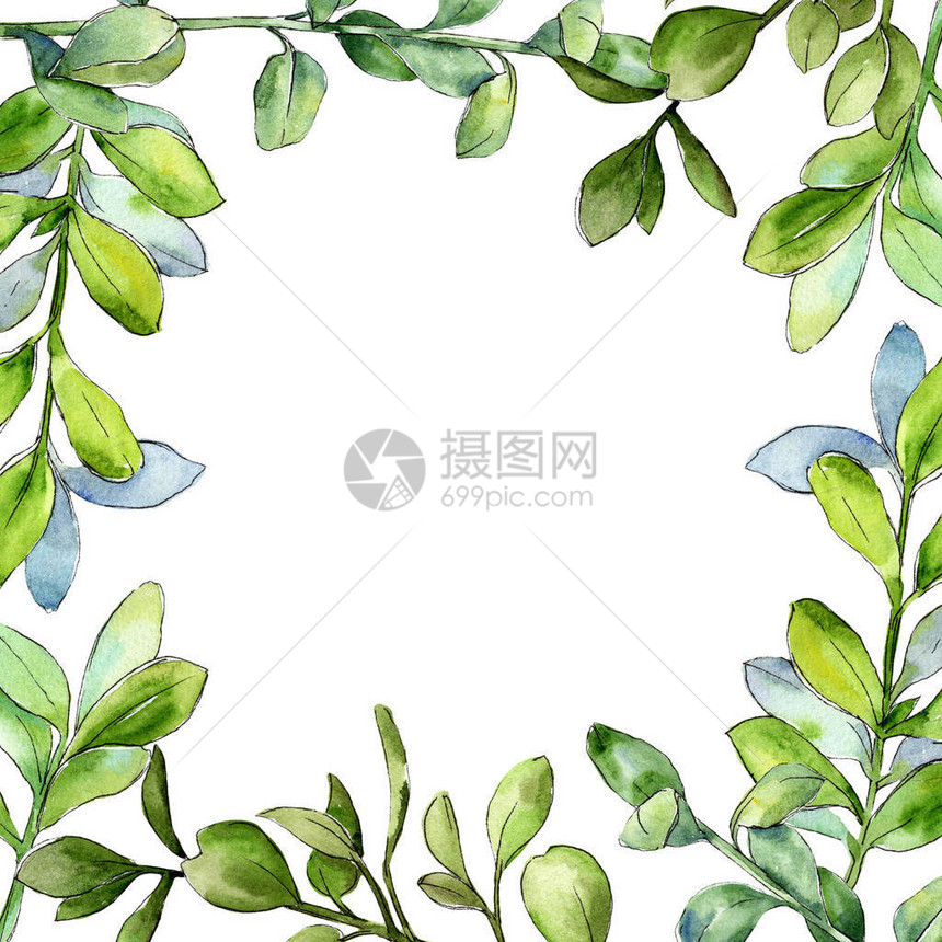 水彩黄杨木绿叶植物园花卉叶子框架边框装饰广场背景纹理包装图案框架或边图片