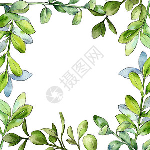 水彩黄杨木绿叶植物园花卉叶子框架边框装饰广场背景纹理包装图案框架或边图片