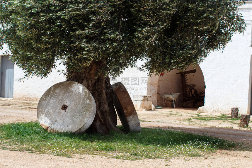 古老的橄榄树两颗圆石图片