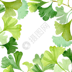银杏叶绿植物园花卉叶子水彩背景插图集水彩画时尚水彩画孤立框架背景图片