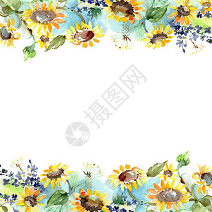 小熊与向日葵与向日葵花卉植物花的束孤立的野生春叶野花水彩背景插图集水彩画时尚水彩画框架设计图片