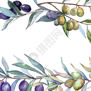 绿橄榄和黑橄榄叶植物园花卉叶子水彩背景插图集水彩画时尚水彩画孤立框架图片