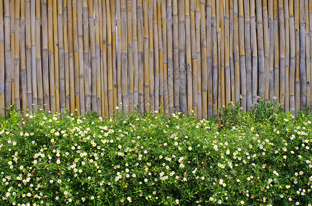 雏菊花和竹框的领域图片