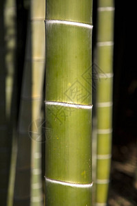 绿色竹树的特写细节图片