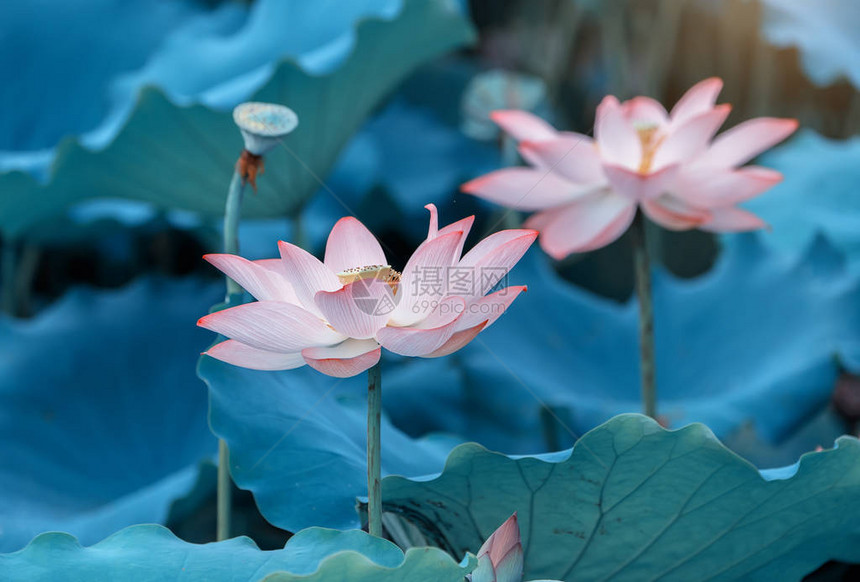 莲花和莲花植物图片