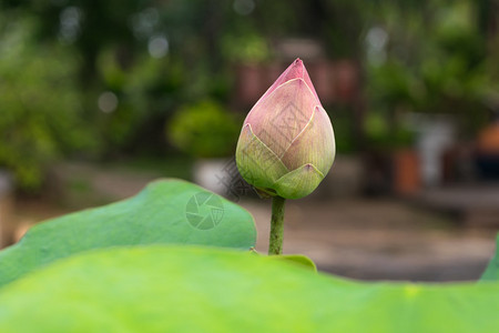 多莲花粉红色绿花园里自图片