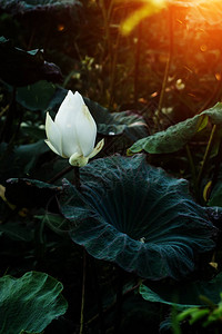 美丽的白莲花和深暗背景的叶图片